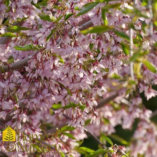 Prunus X Pink Snow Showers Weeping Cherry From Home Nursery