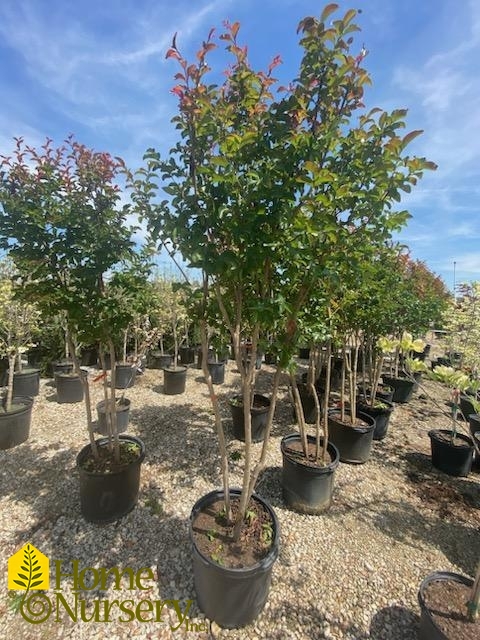 LAGERSTROEMIA INDICA X FAURIEI MISS FRANCIS CLUMP