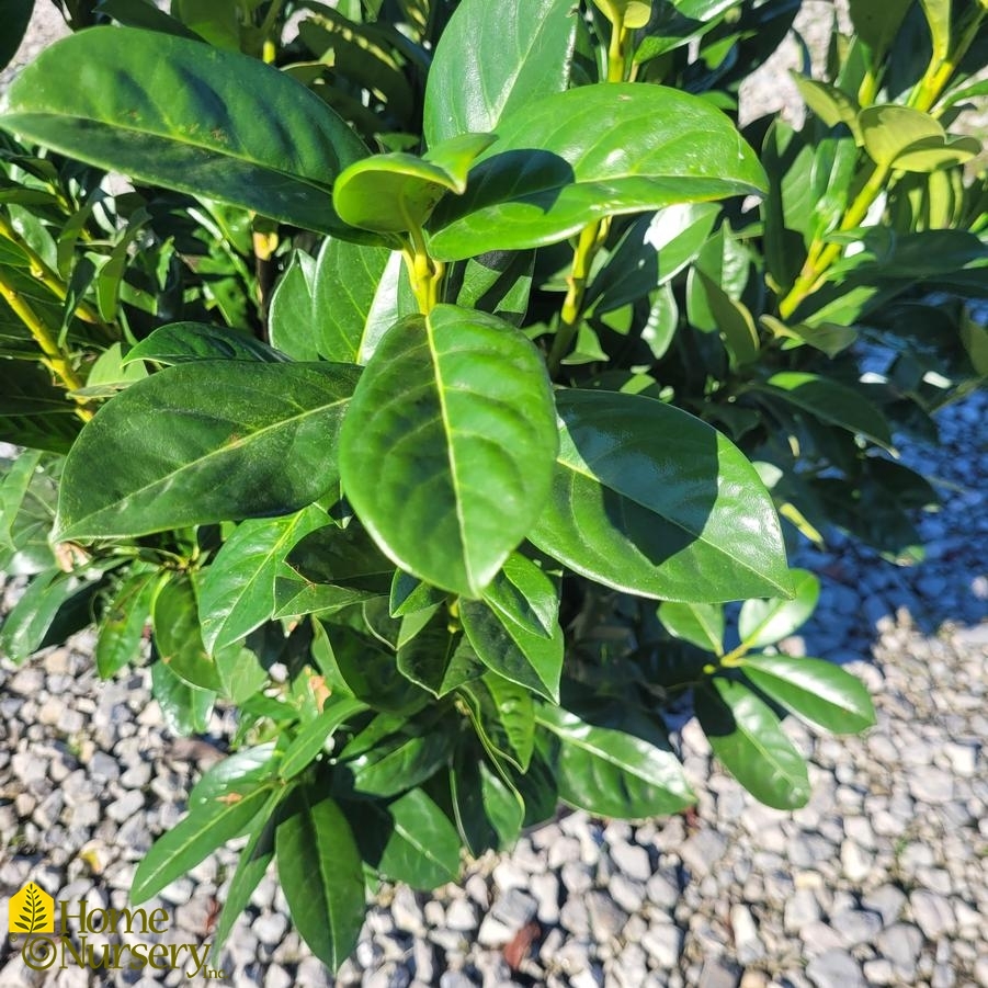 Prunus laurocerasus Greenfinity