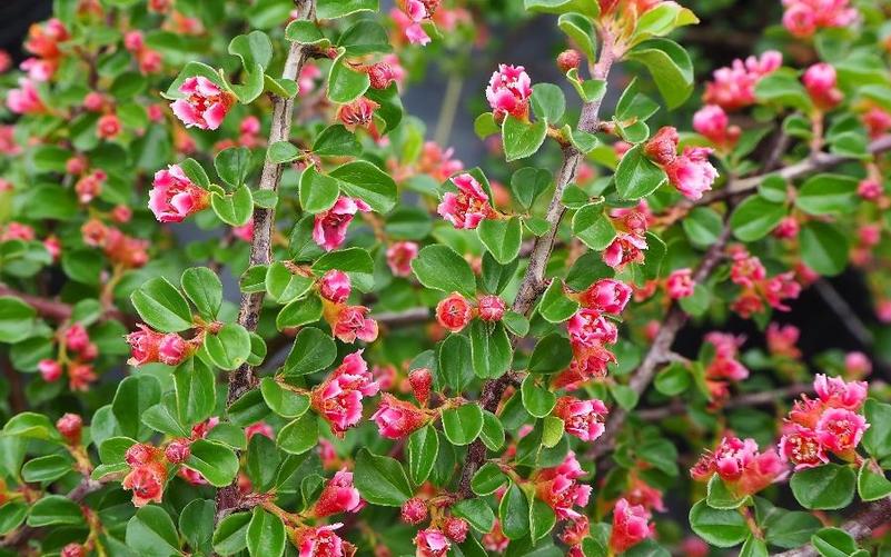 Drought Tolerant Shrubs for Central and Eastern U.S. include Cotoneaster apiculatus (Cranberry Cotoneaster) shown here.
