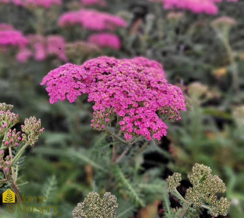 Achillea mil New Vintage™ Rose Achillea mil New Vintage™ Rose