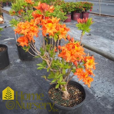 Rhododendron x Exbury 'Gibralter'