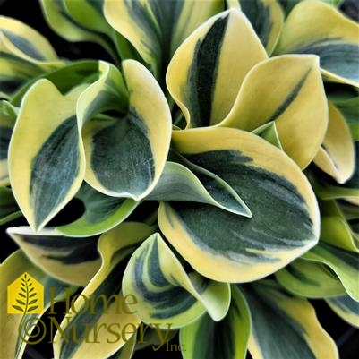 Hosta 'Mighty Mouse'