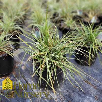 Carex oshimensis EverColor® 'Everest'