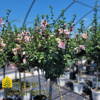 Hibiscus syriacus Pink Chiffon® tree form