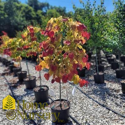 Cercis canadensis Flame Thrower®