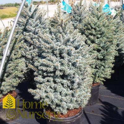 Picea pungens 'Baby Blueeyes'