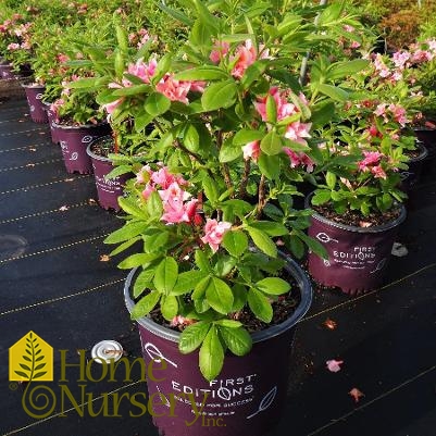 Rhododendron Electric Lights™Double Pink