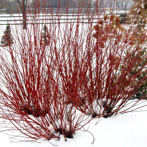 Preparing Your Landscape for the Winter Season