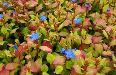 The Beauty and Benefits of Planting Ground Covers