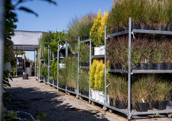 Plants on the Loading Dock