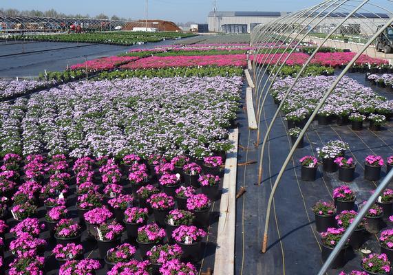 Spring Perennial Production