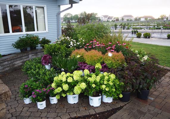 Plant Display