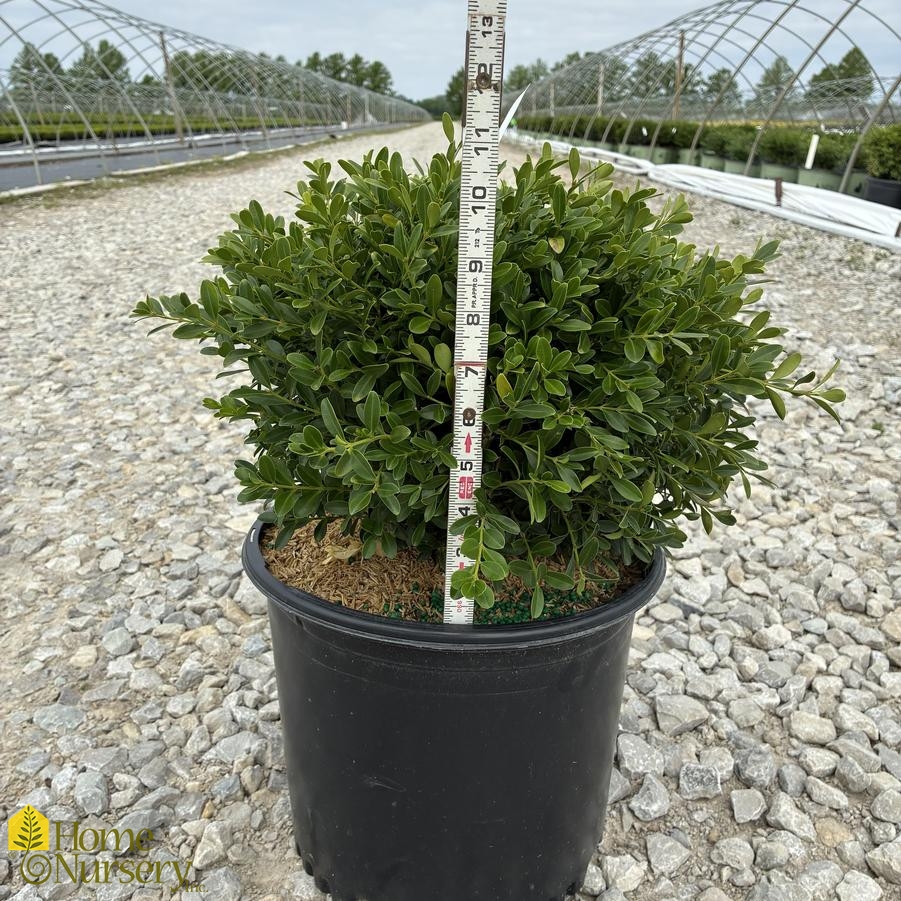 Buxus sinica var. insularis 'Franklin's Gem'