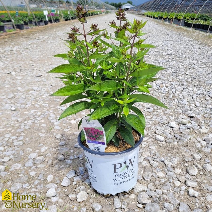 Phlox paniculata Luminary™ 'Ultraviolet'
