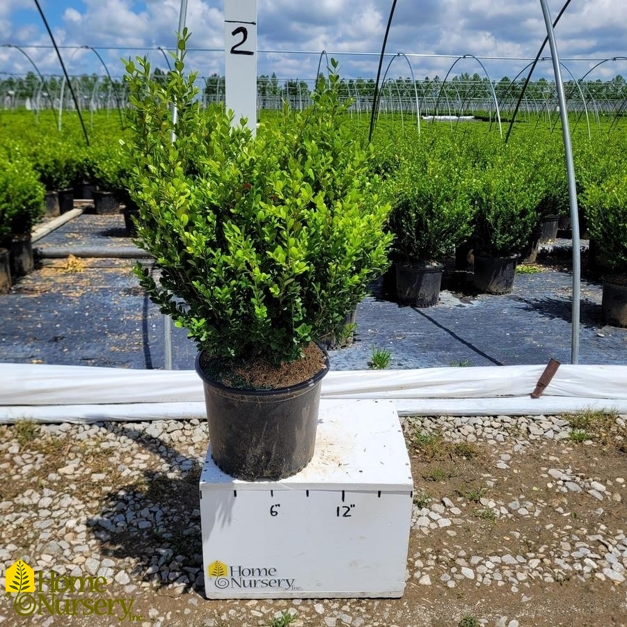 Buxus sinica var. insularis 'Winter Gem'