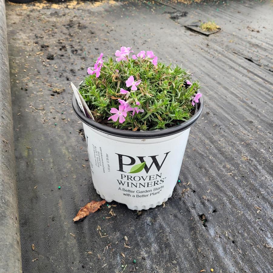 Phlox subulata Spring Bling™ 'Rose Quartz'