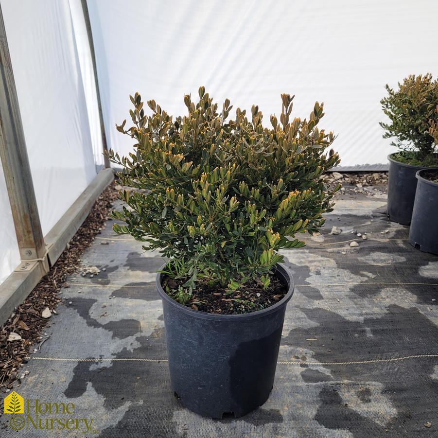 Buxus x 'Green Gem'