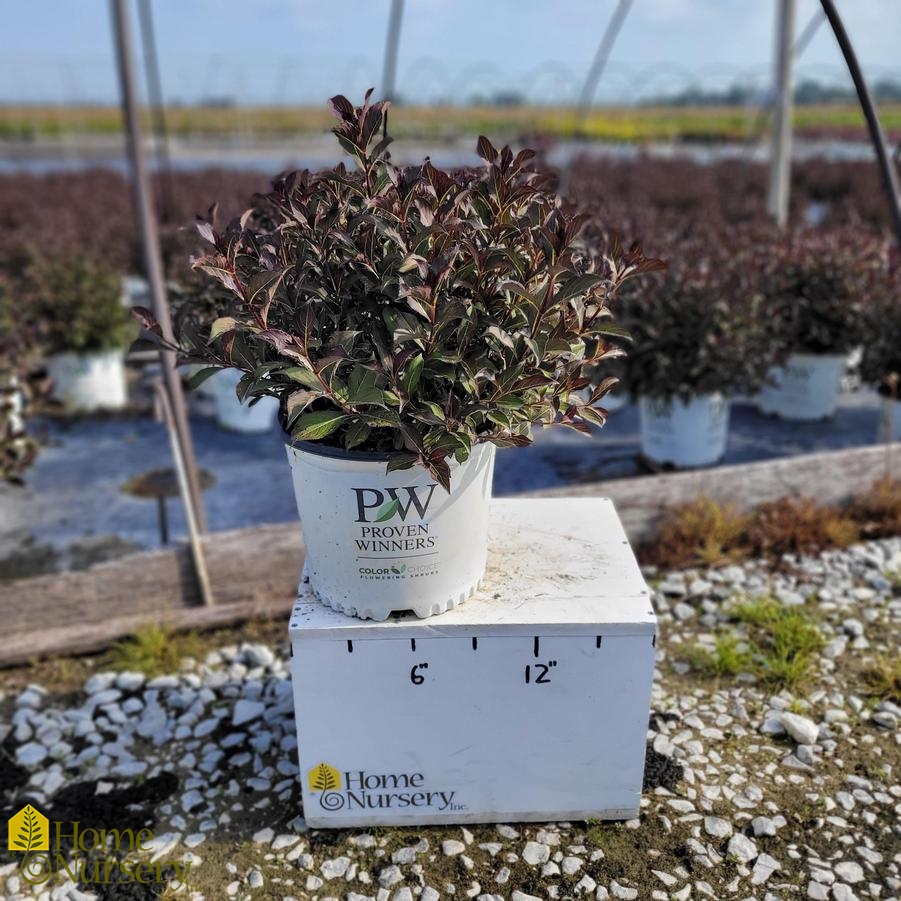 Weigela florida Very Fine Wine®