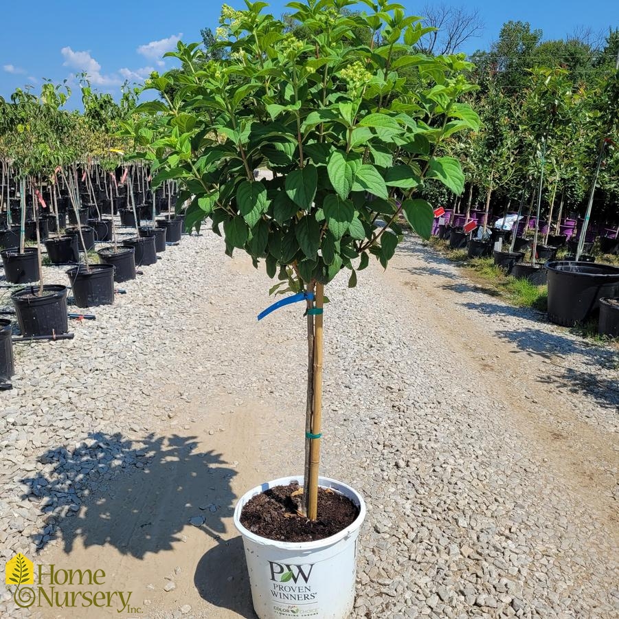 Hydrangea paniculata Fire Light® tree form