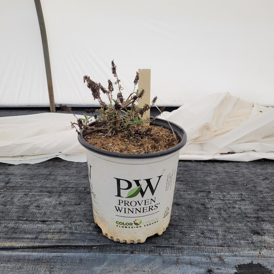 Buddleia x Pugster White®