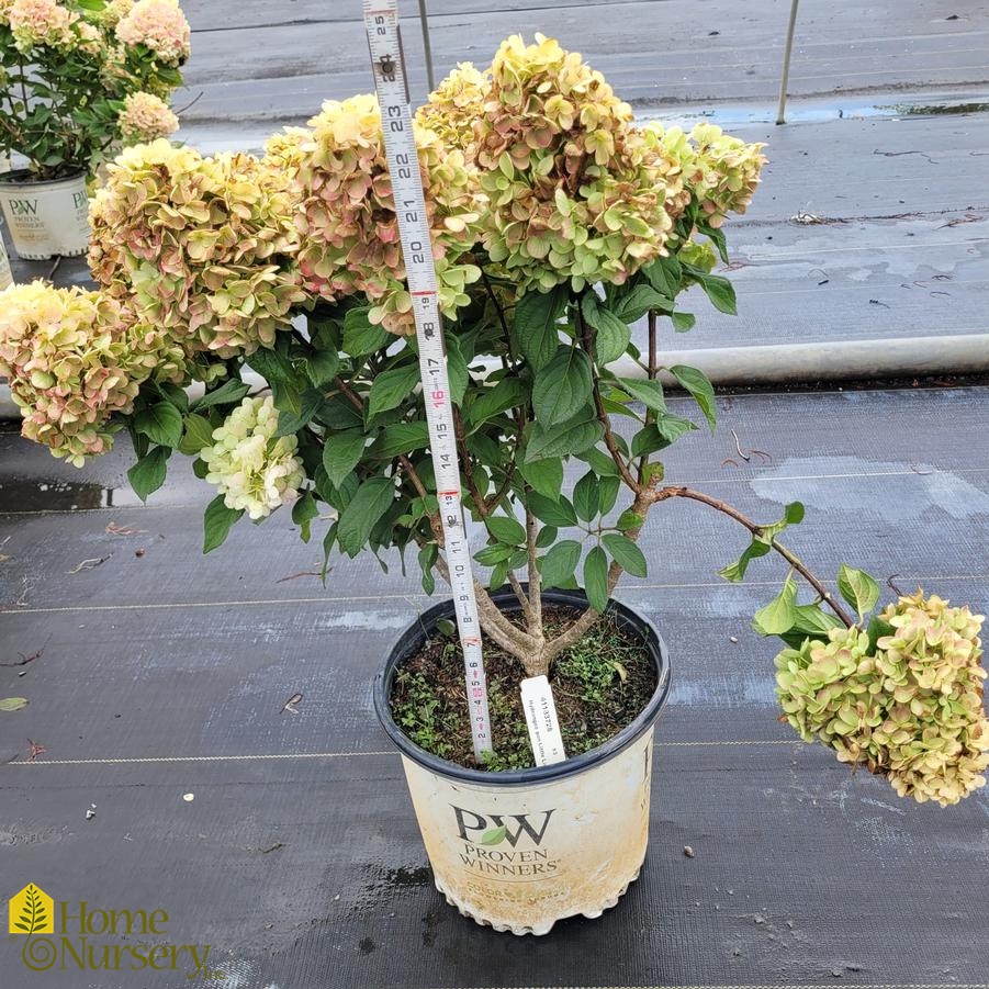 Hydrangea paniculata Little Lime Punch®