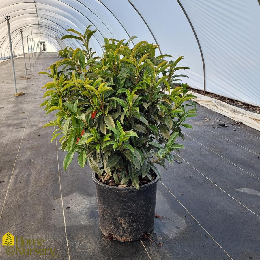 Prunus laurocerasus 'Chestnut Hill'