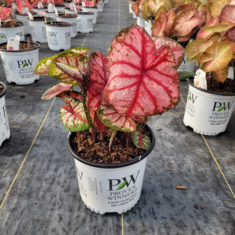 Caladium hortulanum Heart to Heart® 'Bottle Rocket'