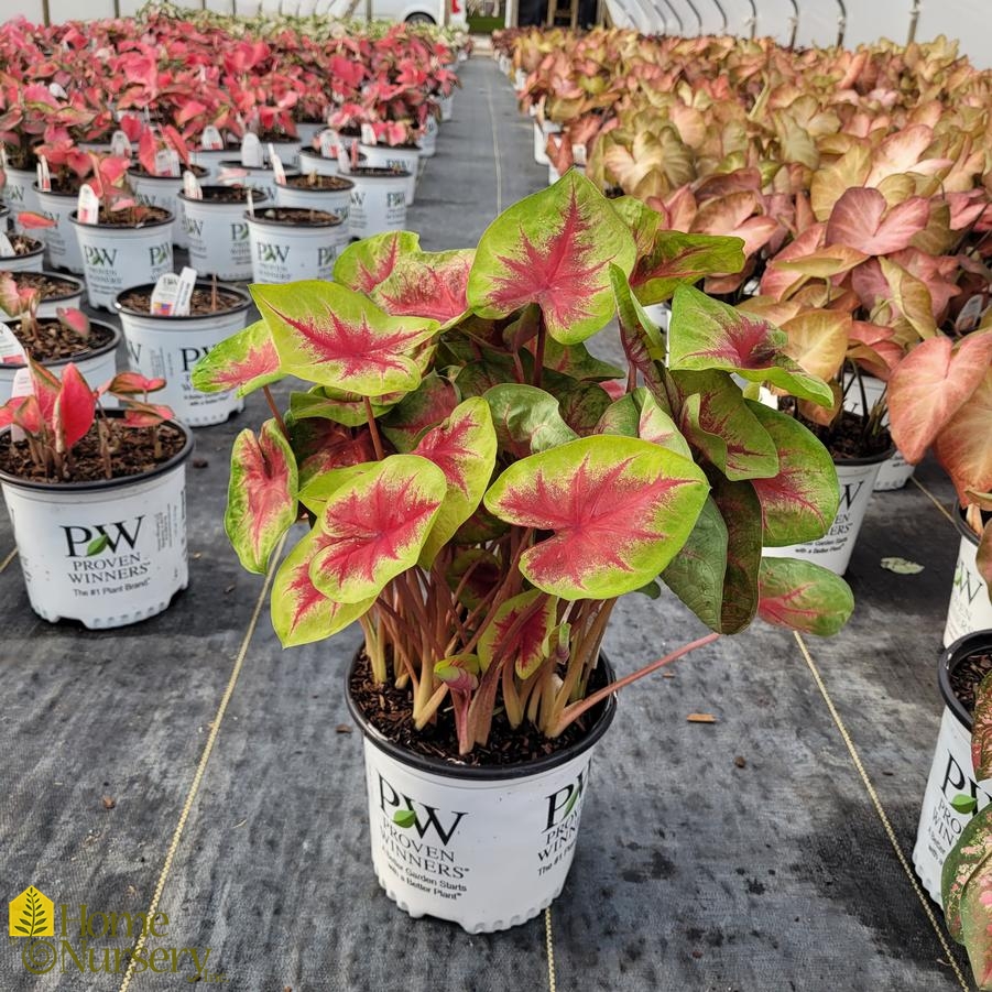 Caladium hortulanum Heart to Heart® 'Lemon Blush'