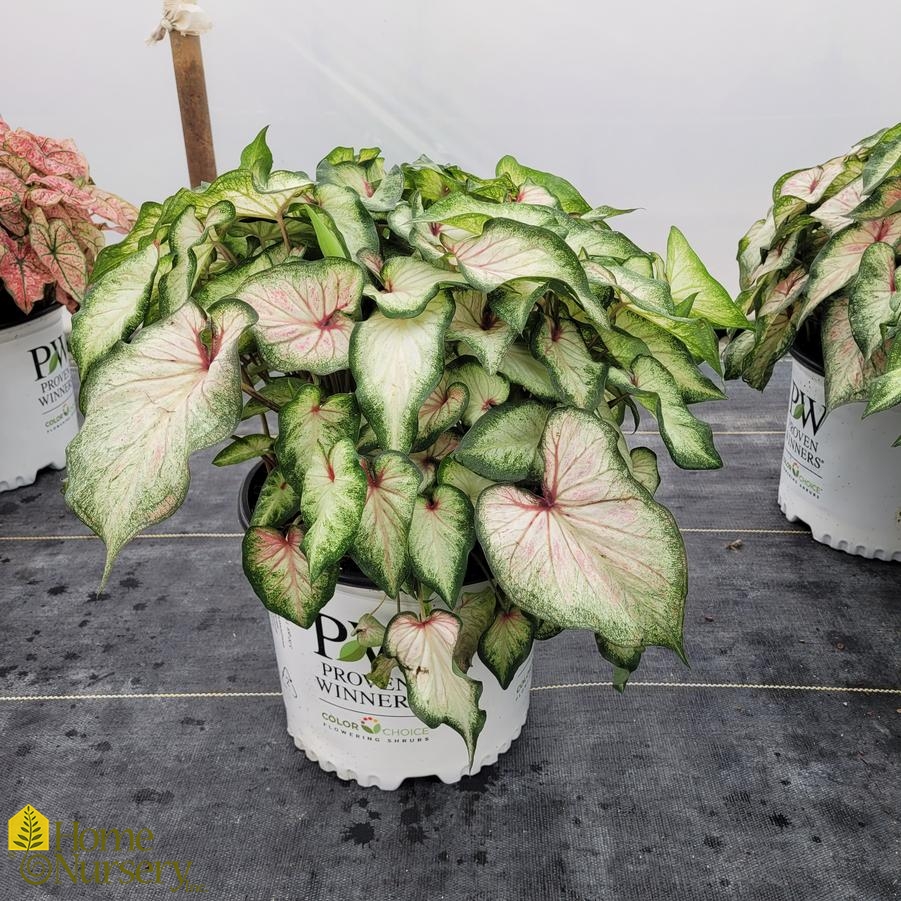 Caladium hortulanum Heart to Heart® 'White Wonder'