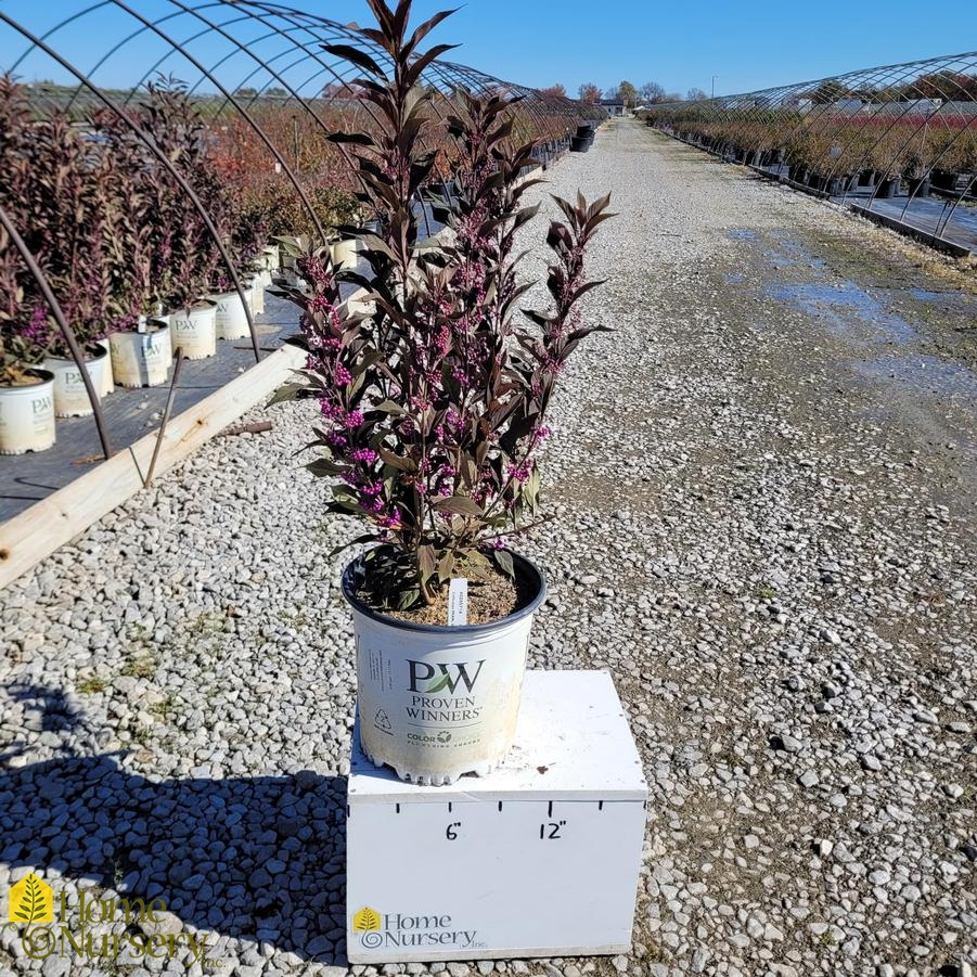 Callicarpa x Pearl Glam®