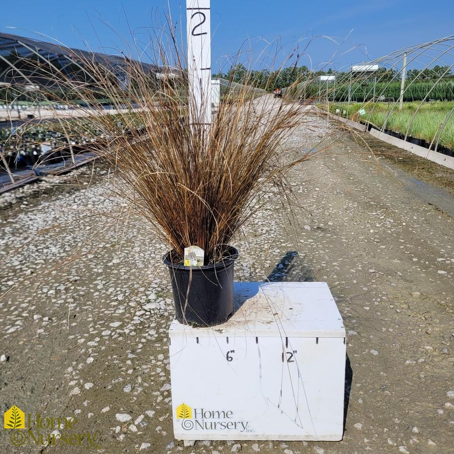 Carex buchananii 'Red Rooster'