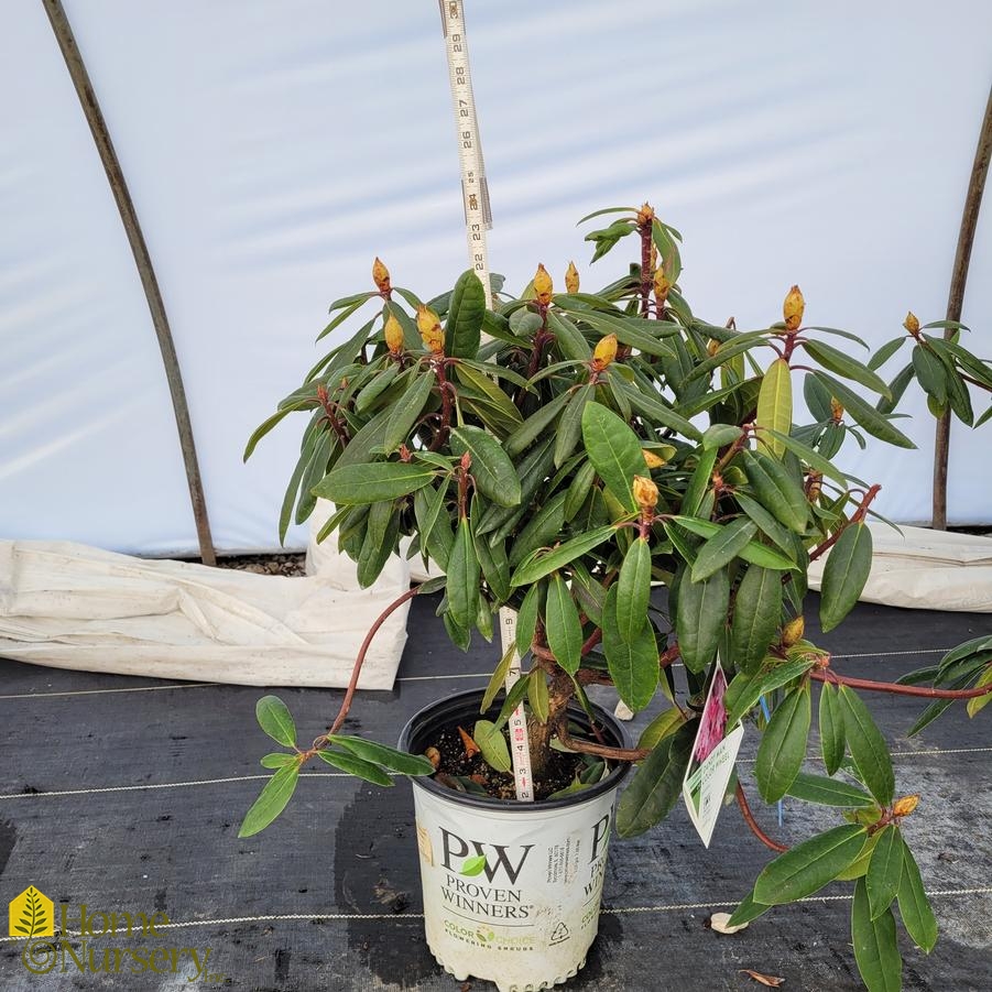 Rhododendron x Dandy Man Color Wheel®