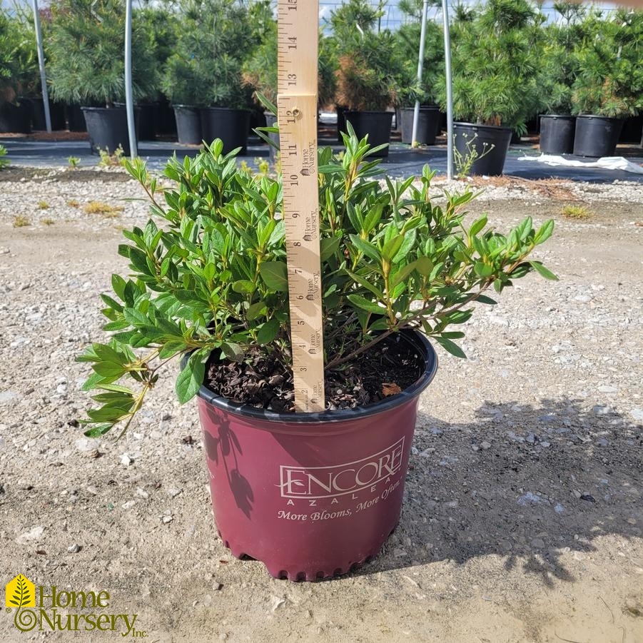 Rhododendron Encore® Autumn Embers®