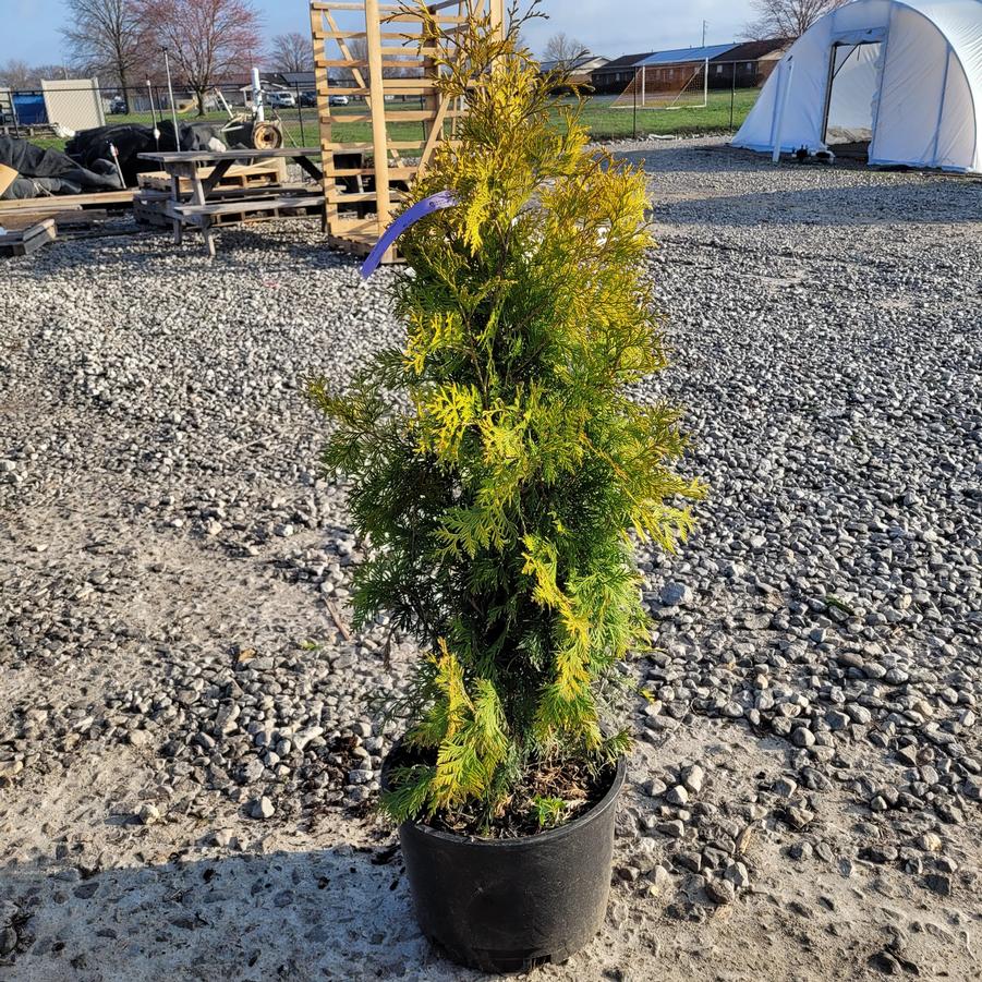 Thuja occidentalis 'Yellow Ribbon'