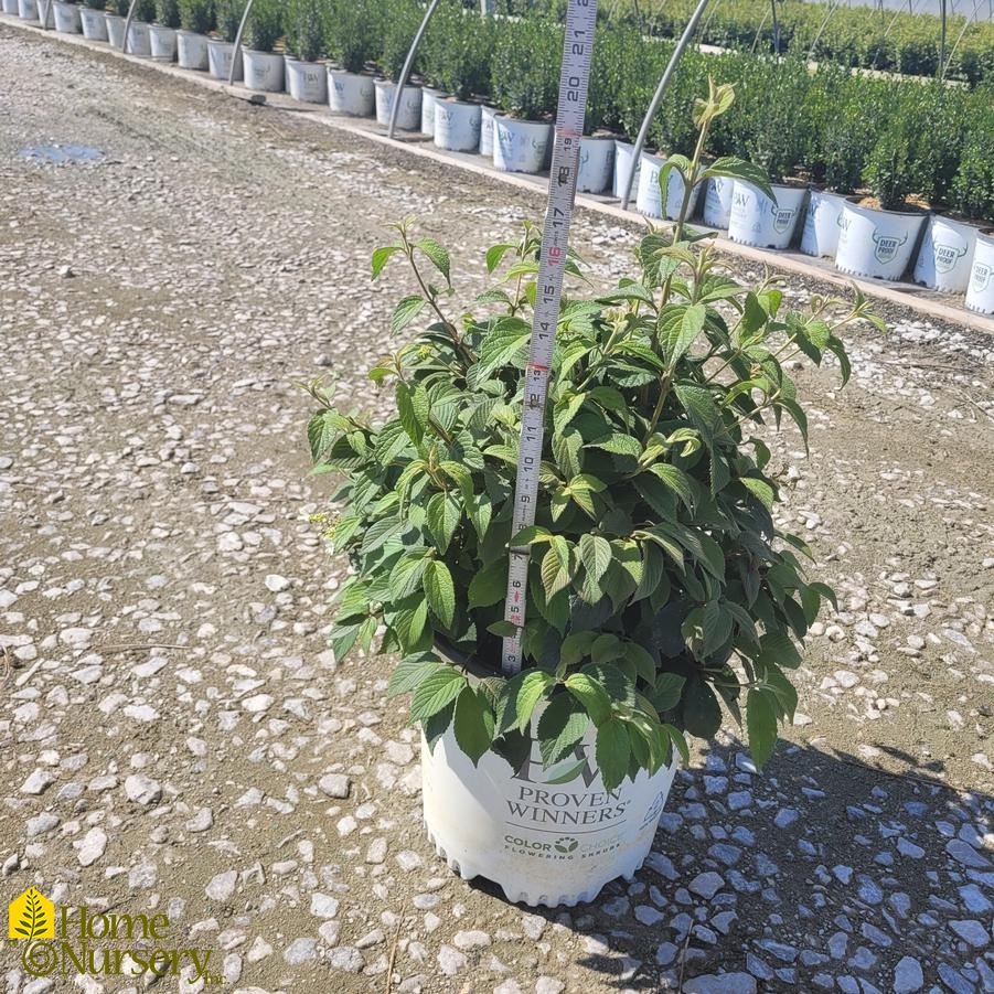 Viburnum plicatum var. tomentosum Steady Eddy®