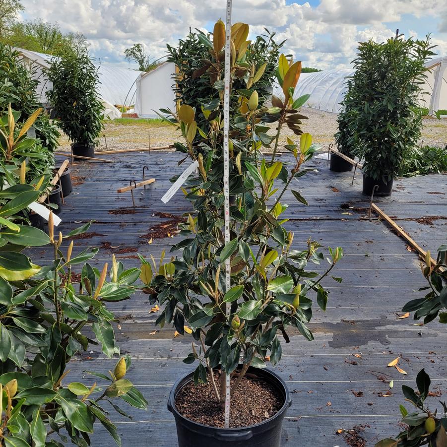 Magnolia grandiflora 'Little Gem'