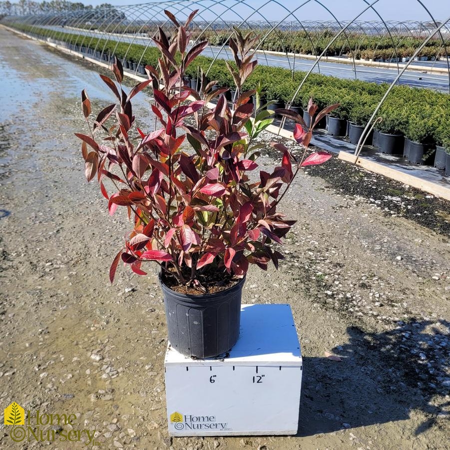 Viburnum nudum 'Winterthur'