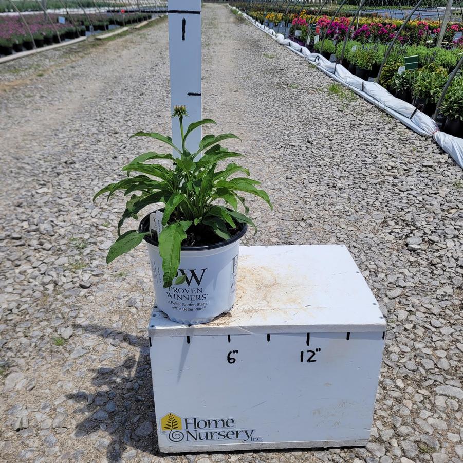 Echinacea x Lakota™ Fire