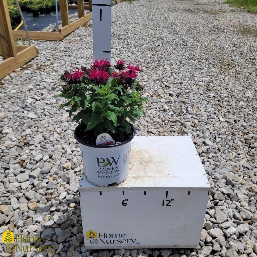 Monarda x 'Leading Lady Razzberry'