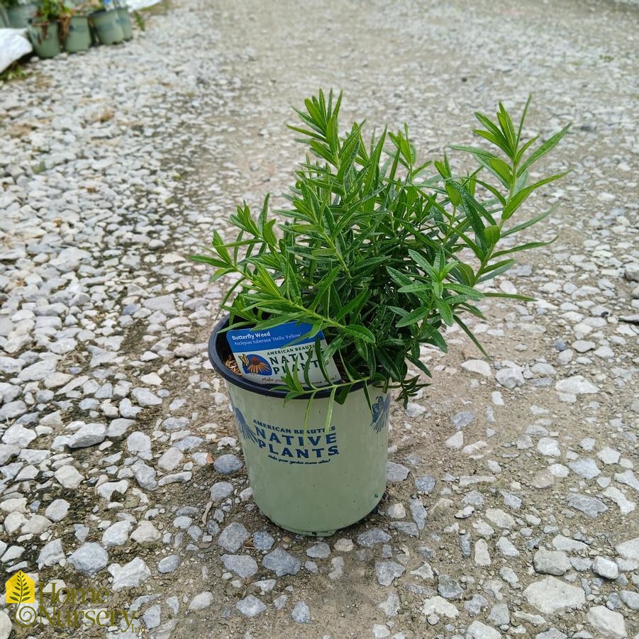 Asclepias tuberosa 'Hello Yellow'