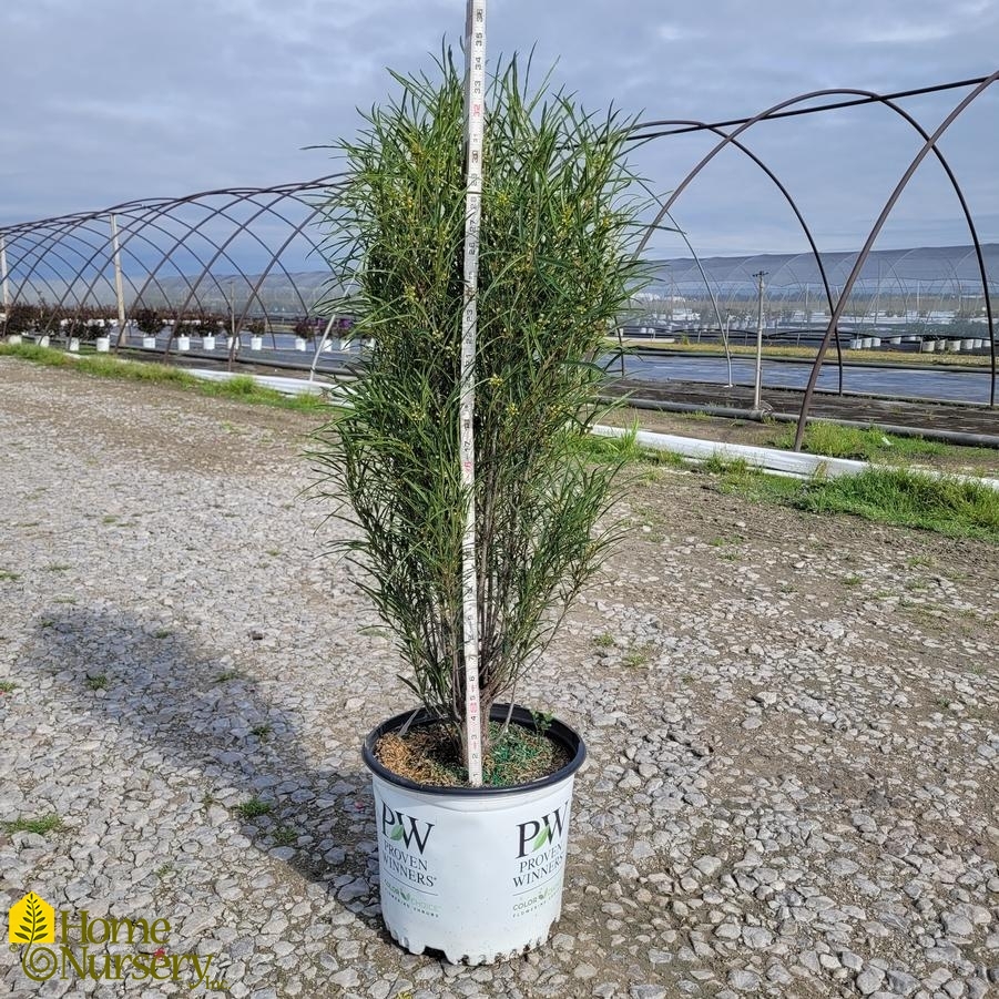 Rhamnus frangula Fine Line® Improved