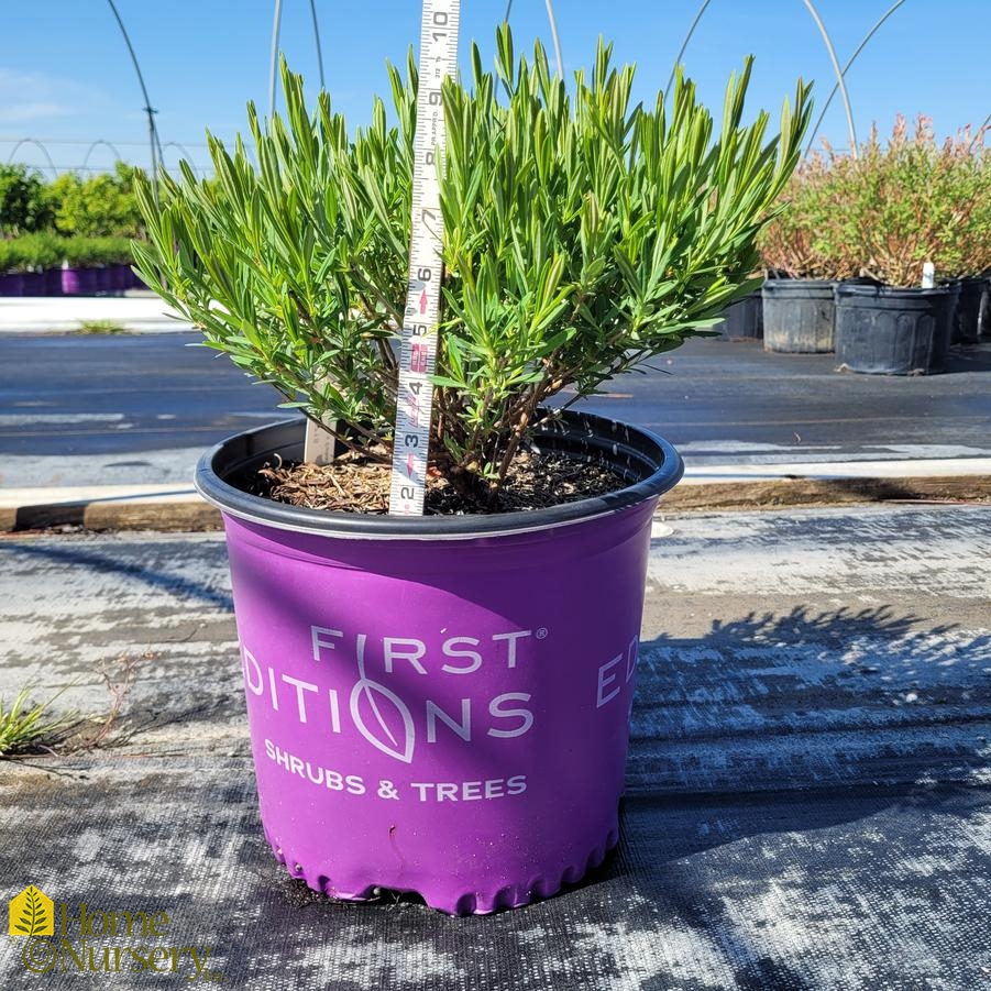 Hypericum Kalmianum Cobalt-N-Gold™