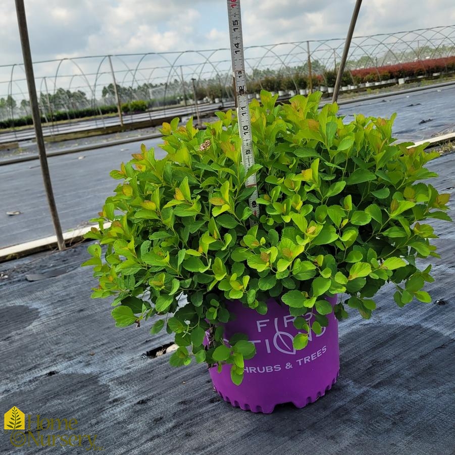 Spirea Betulifolia Pink Sparkler™