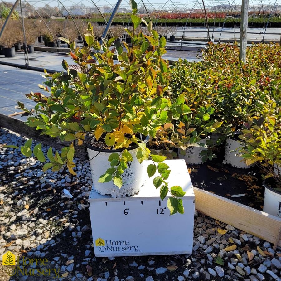 Fothergilla intermedia Legend Of The Small®