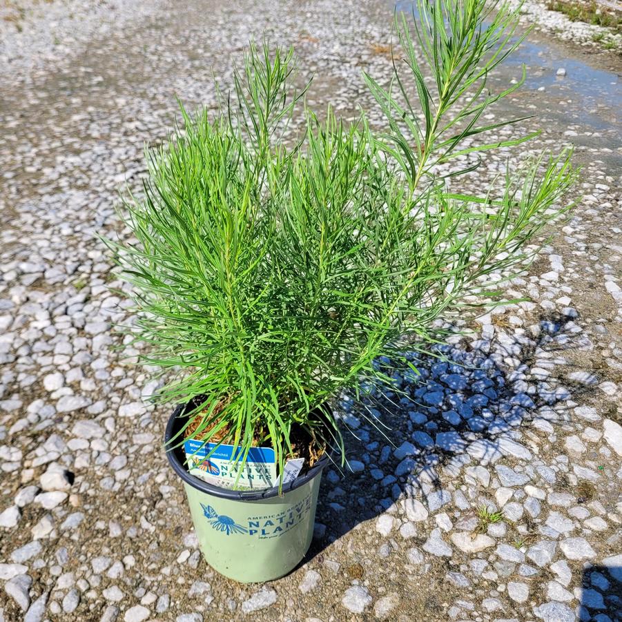 Amsonia hubrichtii 