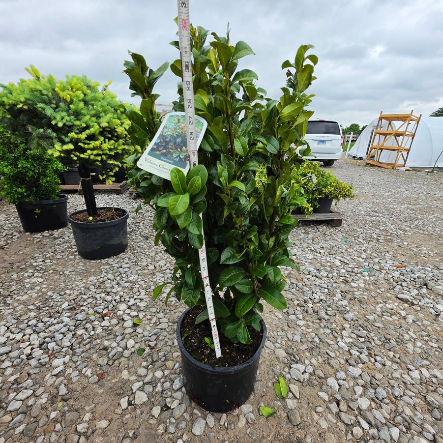 Prunus laurocerasus Volcano