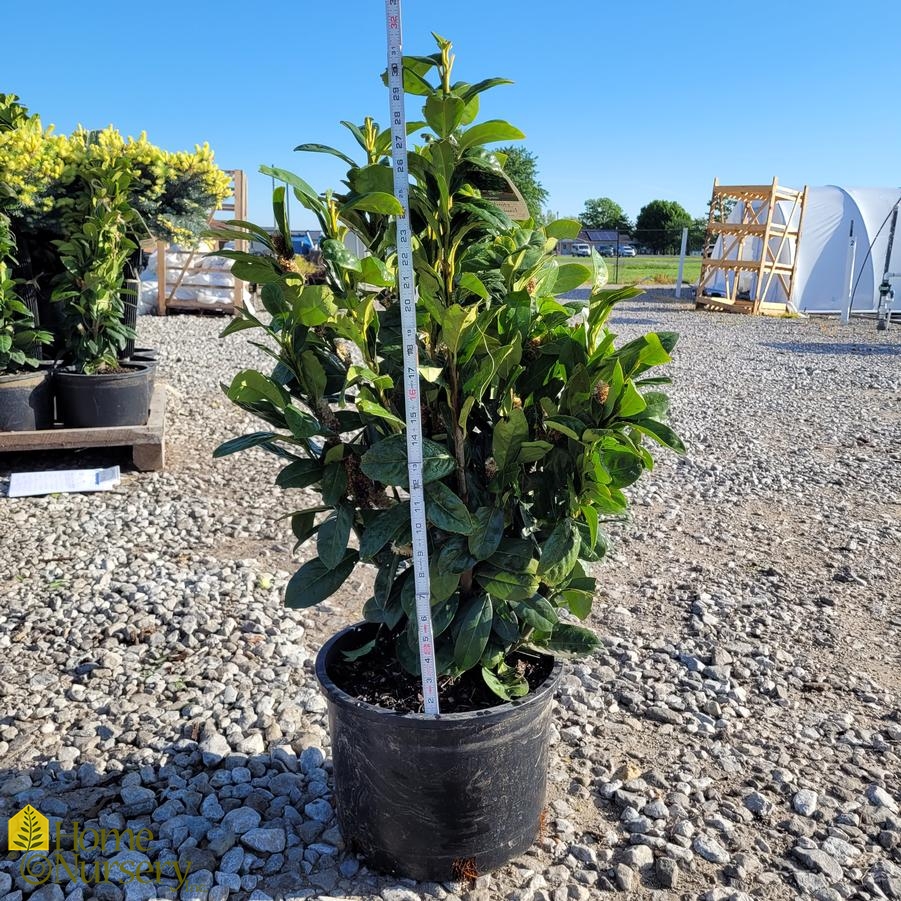 Prunus laurocerasus Greenfinity