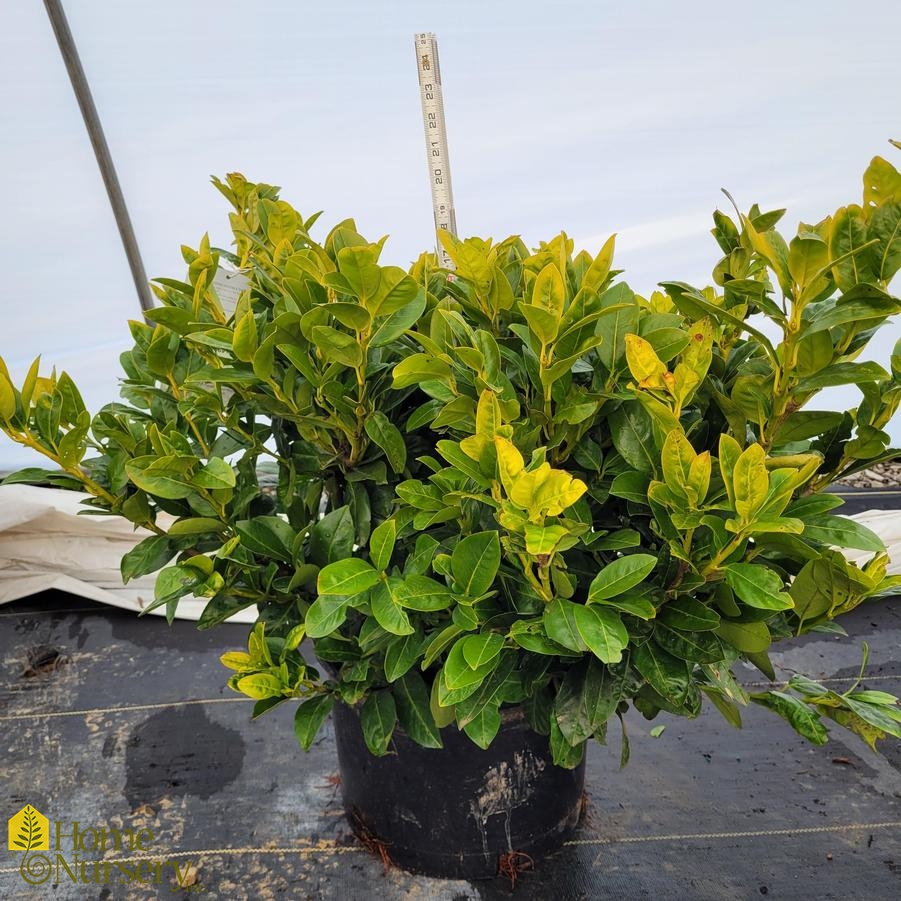 Prunus laurocerasus Green Goblet