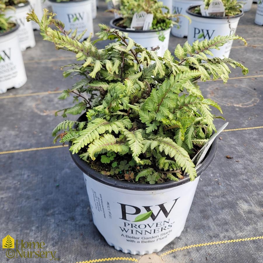 Athyrium niponicum 'Crested Surf'